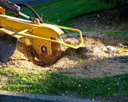 Stump Grinding &amp; Removal