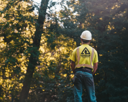 wildcat-tree-service