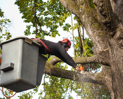 Tree Trimming