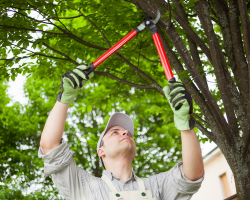 Tree trimming