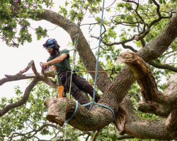 Tree removal