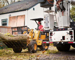 Tree removal