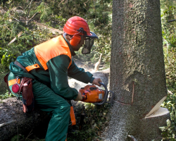 Tree removal - 3