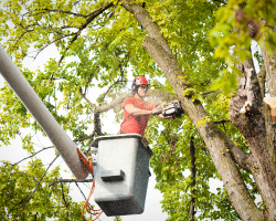 Tree removal